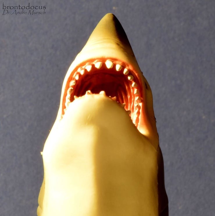 Collect A Sea Life Great Open Jaw White Shark