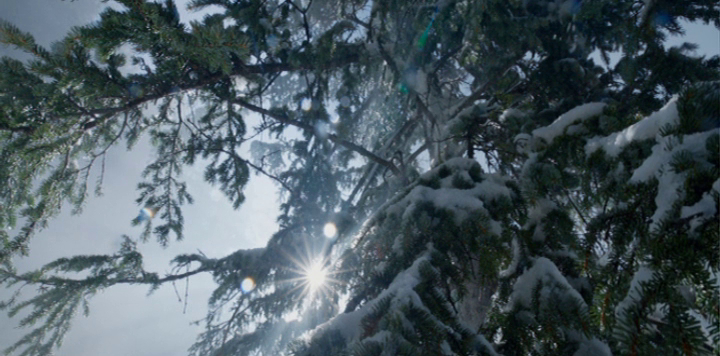 The Revenant