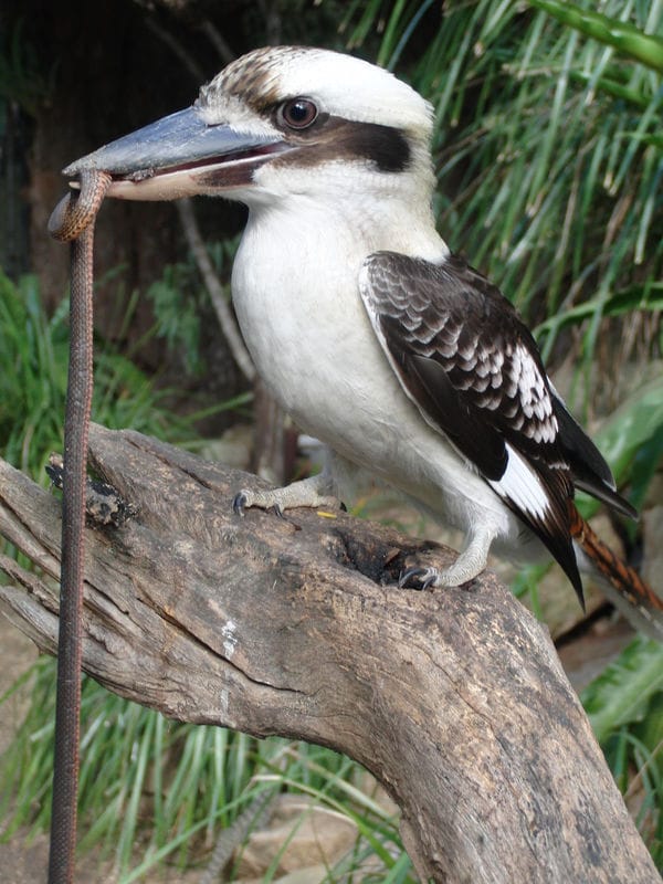 Common Laughing Kookaburra feeding on a snake