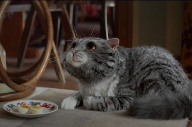 Mog Mog