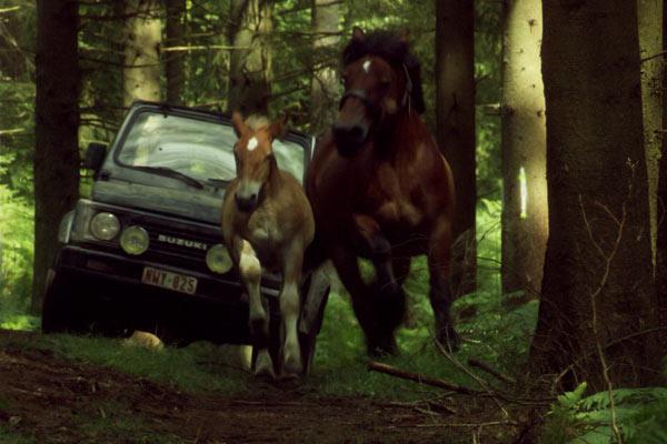 The Foal 