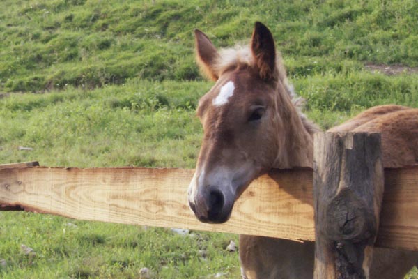 The Foal 