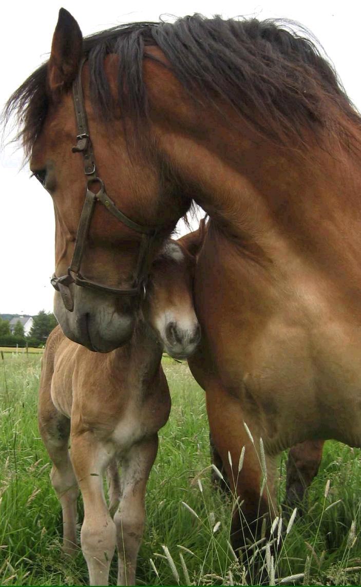 The Foal 