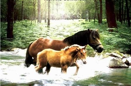 The Foal The Foal