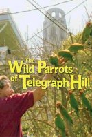 The Wild Parrots of Telegraph Hill
